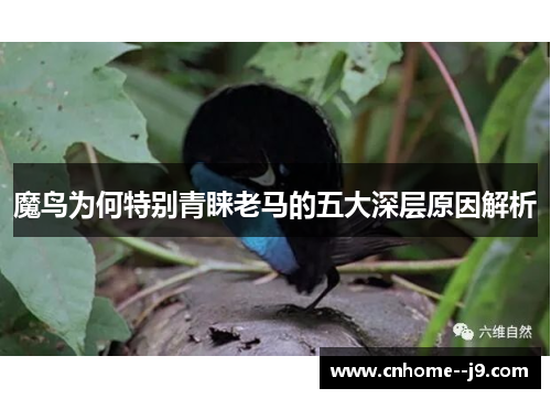 魔鸟为何特别青睐老马的五大深层原因解析